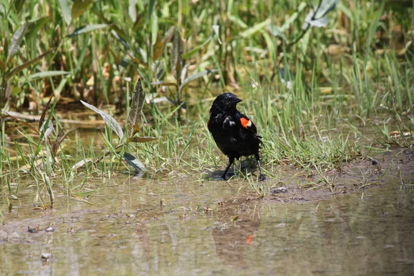 Szőlőrigó blackbird (agelaius-phoeniceus) — Stock Fotó
