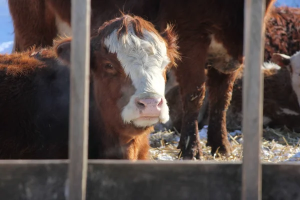 Vaca en el lote de transferencia de alimentos — Foto de Stock