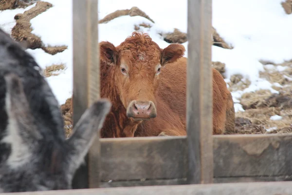 Vaca en el lote de transferencia de alimentos —  Fotos de Stock