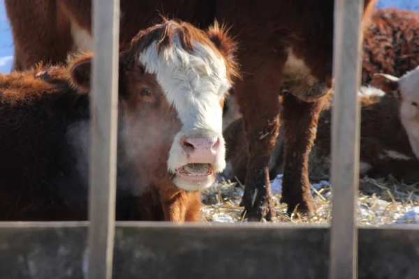 Vaca en el lote de transferencia de alimentos —  Fotos de Stock