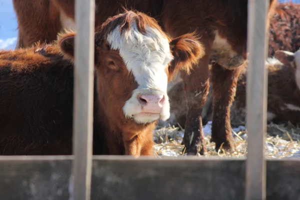 Vaca en el lote de transferencia de alimentos — Foto de Stock