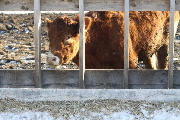 Koe in diervoeders-overdracht veel — Stockfoto