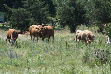Kühe im kleinen Feld