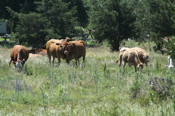 Vacas en campo pequeño —  Fotos de Stock