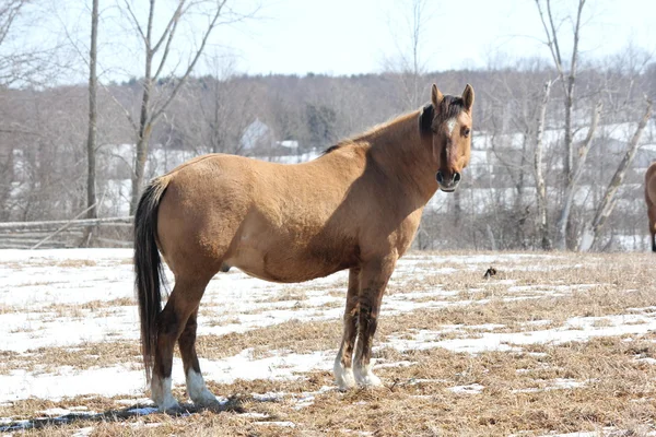 Cheval dans le champ — Photo