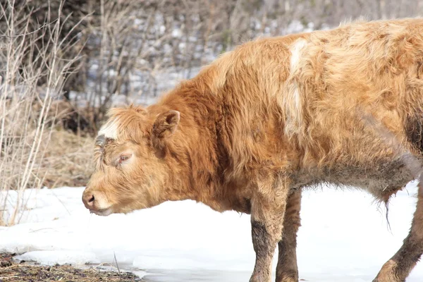 Little brown bull — Stock Photo, Image