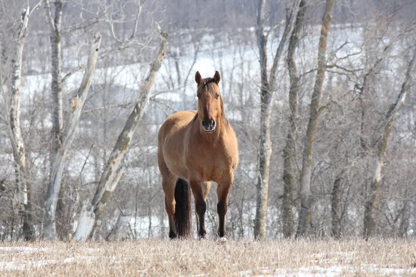 Лошадь в поле — стоковое фото