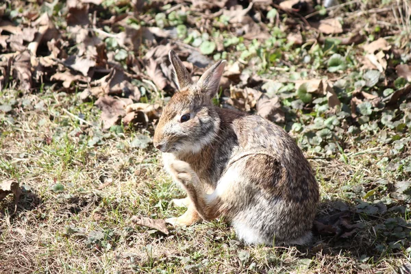 Jänis, itäinen puuvilla — kuvapankkivalokuva