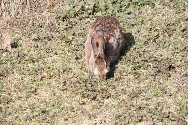 Rabbit, Eastern Cottontail — Stock Photo, Image