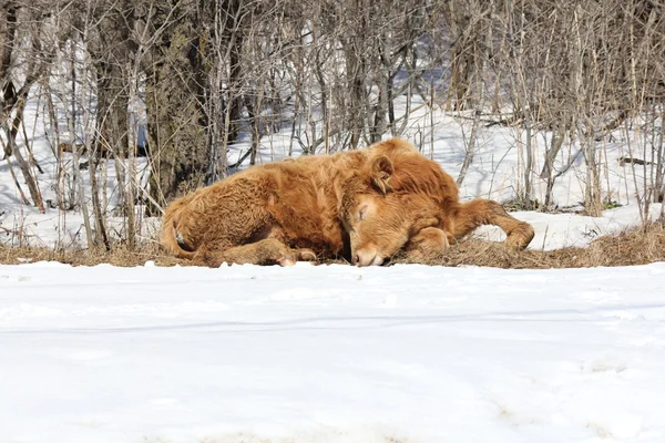 Little brown bull sleeping — Stock Photo, Image