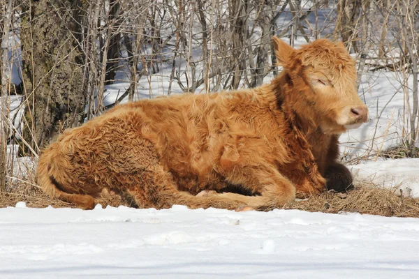 Pequeño toro marrón que pone en paja — Foto de Stock