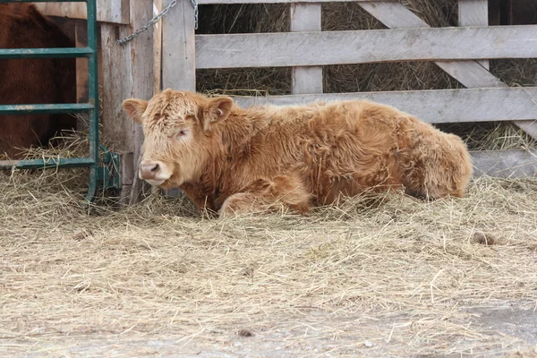 Pequeño toro marrón tendido en paja por la puerta — Foto de Stock