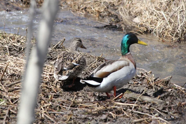 Yeşilbaş ördek (drake & hen) — Stok fotoğraf