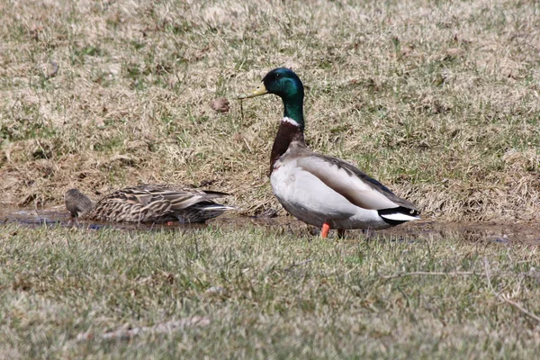 Pato Mallard (Drake & Gallina ) — Foto de Stock