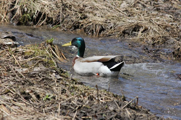 Mallard Duck (Drake) — Stock Photo, Image