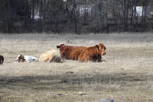 Vacca e vitelli — Foto Stock