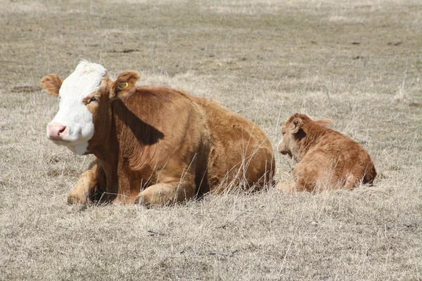 Корова и теленок — стоковое фото