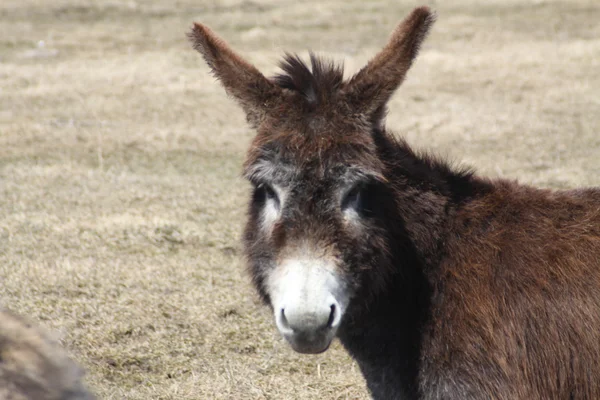 Donkey-Brown — Stock Photo, Image