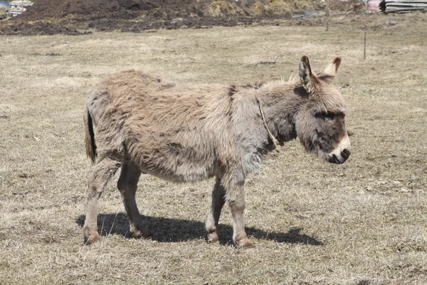 Donkey-Gray — Stock Photo, Image