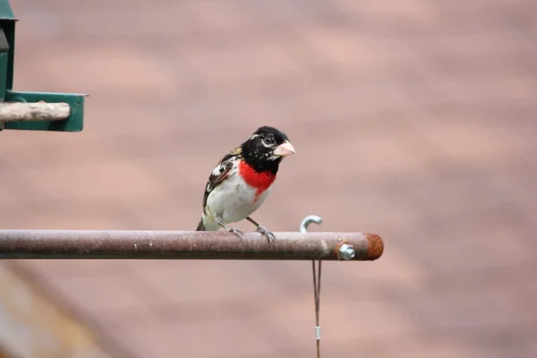 Grosbeak, Роза грудьми (м) на arm подачі — стокове фото