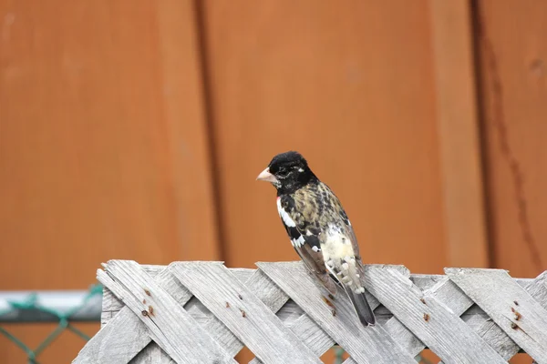 Grosbeak, Rose-breasted (M) en la cerca — Foto de Stock