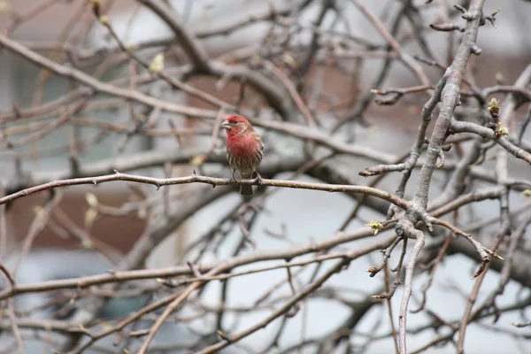 Dům finch (carpodacus mexicanus) na větev stromu — Stock fotografie