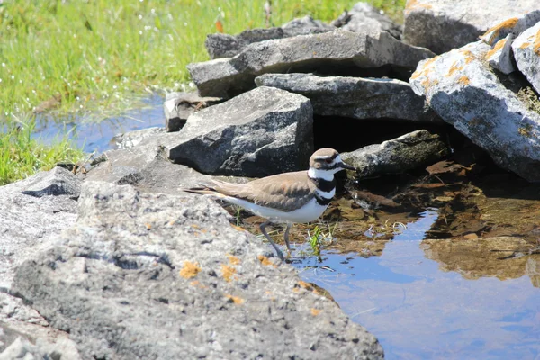 Killdeer (Charadrius vociferus) — Stock Photo, Image