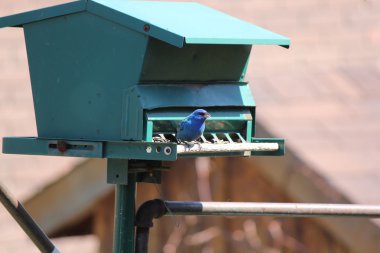 Indigo kiraz kuşu (Passerina cyanea)
