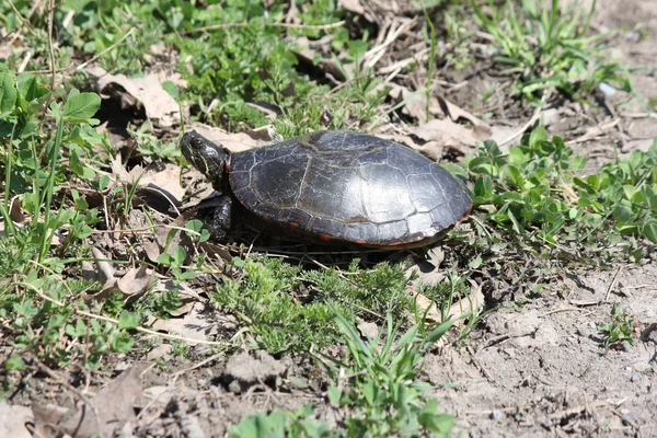 Sköldpadda, midland målade (chrysemys picta) — Stockfoto