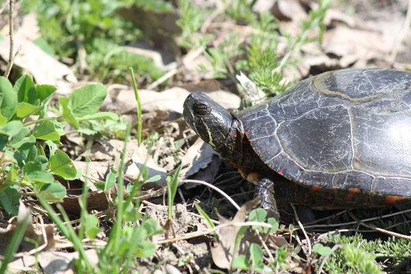 Turtle, midland (chrysemys picta boyalı) — Stok fotoğraf