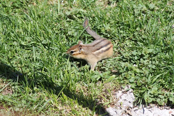 Maaorava, itäinen (Tamias striatus ) — kuvapankkivalokuva