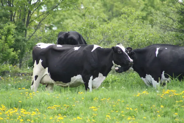 Vache (Holstein) noire avec blanc — Photo