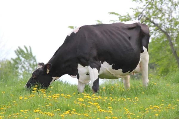 Vaca (Holstein) Negro con Blanco —  Fotos de Stock