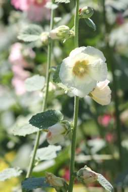 Gülhatmi (Alcea)