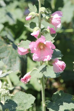 Gülhatmi (Alcea)