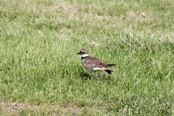 Matador (Charadrius vociferus ) — Fotografia de Stock