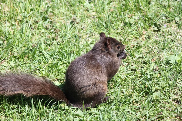 Wiewiórka, czarny — Zdjęcie stockowe