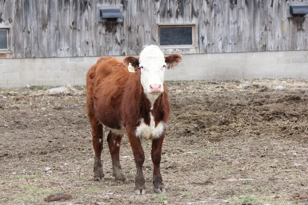 Vaca en pequeño paddock — Foto de Stock