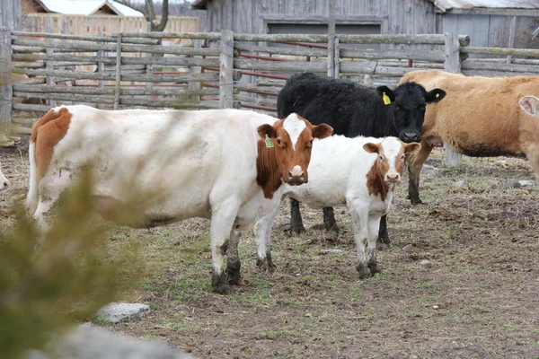 Cows in Small Paddock — Stock Photo, Image