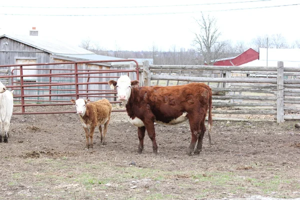 Vacas en pequeño paddock —  Fotos de Stock