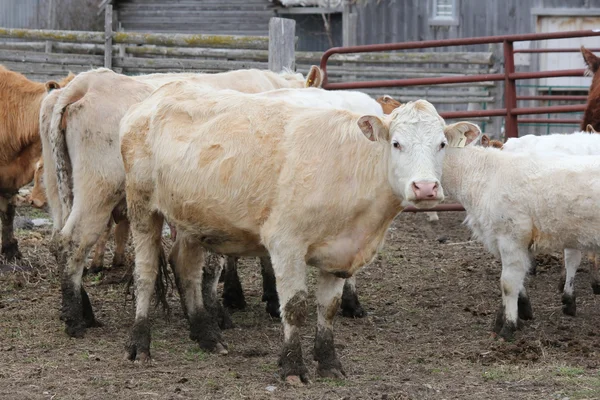 Koeien in kleine paddock — Stockfoto