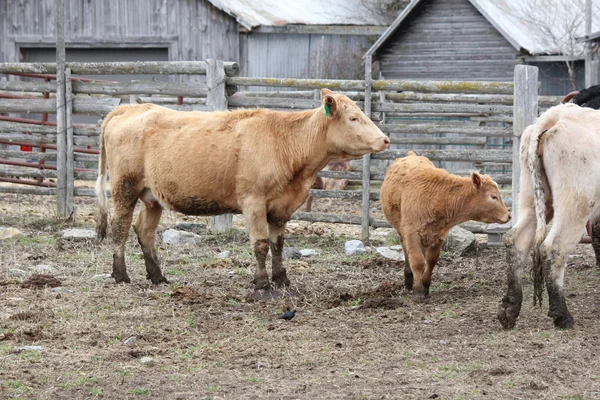 Koeien in kleine paddock — Stockfoto