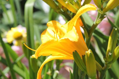Daylily (Hemerocallis)