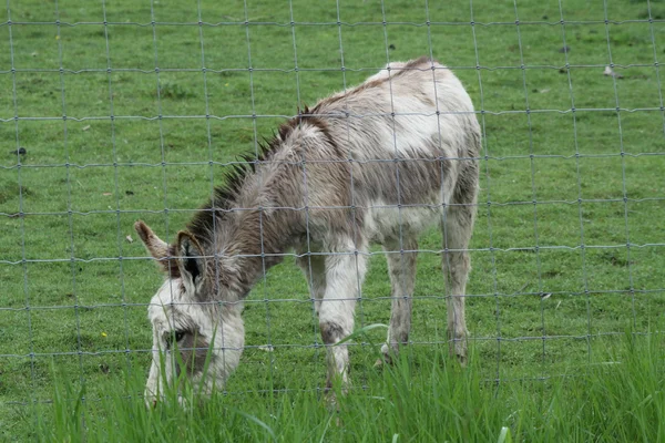 Esel hinter Zaun — Stockfoto