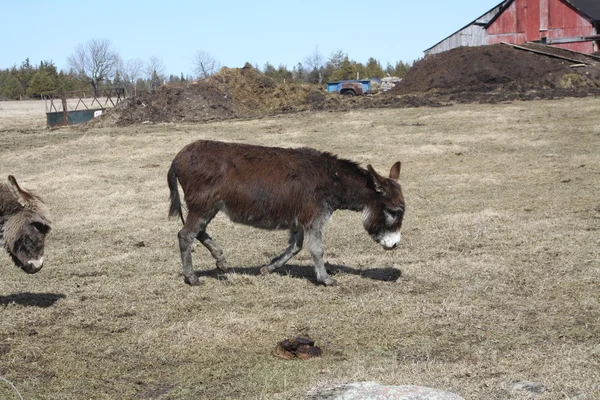 Burro-marrón — Foto de Stock