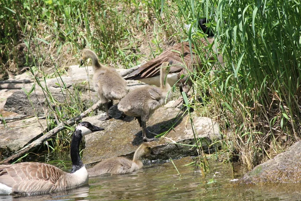 Canada Geese and Goslings on Rocks — Stock Photo, Image