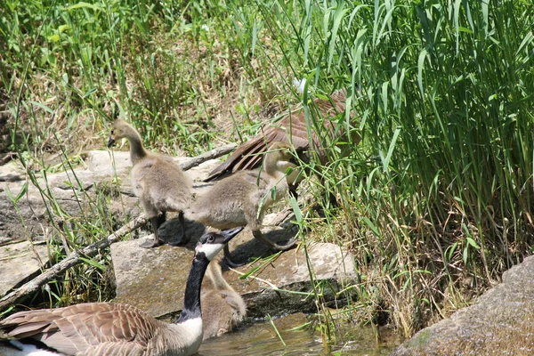 Gansos de Canadá y Goslings on Rocks — Foto de Stock