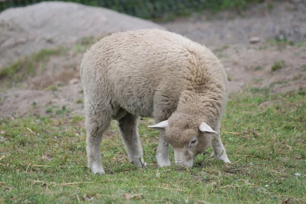 Får (lamm) i penna — Stockfoto