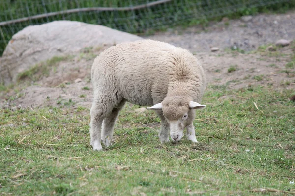 Schafe (Lamm) im Stall — Stockfoto