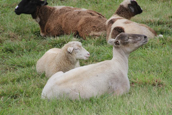 Schafe und Ziegen — Stockfoto